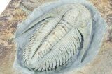 Lower Cambrian Trilobite (Termierella) - Issafen, Morocco #381246-4